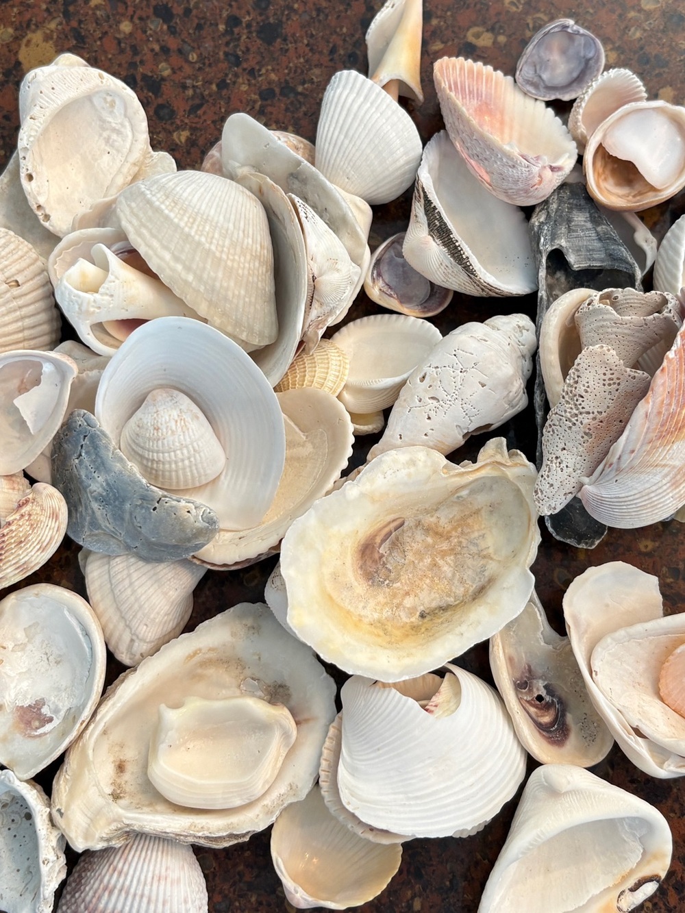 SHELLS Natural Mixed Sea Shells Decorative Accent - Cream & Pink - Picture 3 of 4